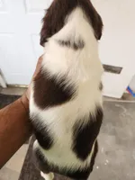 Puppy #1 🐶 AKC LIVER AND WHITE FEMALE. , a female English Springer Spaniel for sale in Salton City, CA – Photo 5 of 7