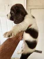 Puppy #1 🐶 AKC LIVER AND WHITE FEMALE. , a female English Springer Spaniel for sale in Salton City, CA – Photo 7 of 7