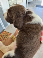 Puppy #6 Liver and white , a female English Springer Spaniel for sale in Salton City, CA – 6 of 10