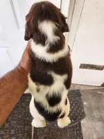 Puppy #2 🐶 AKC LIVER AND WHITE FEMALE. , a female English Springer Spaniel for sale in Salton City, CA – Photo 5 of 5