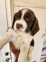 Puppy #2 🐶 AKC LIVER AND WHITE FEMALE. , a female English Springer Spaniel for sale in Salton City, CA – Photo 1 of 5