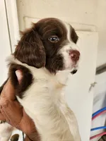Puppy #2 🐶 AKC LIVER AND WHITE FEMALE. , a female English Springer Spaniel for sale in Salton City, CA – Photo 3 of 5