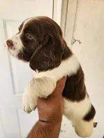 Puppy #2 🐶 AKC LIVER AND WHITE FEMALE. , a female English Springer Spaniel for sale in Salton City, CA – Photo 4 of 5