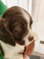 Puppy #2 🐶 AKC LIVER AND WHITE FEMALE. , a female English Springer Spaniel for sale in Salton City, CA – Photo 2 of 5