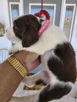Puppy #5 liver and white , a female English Springer Spaniel for sale in Salton City, CA – 10 of 10