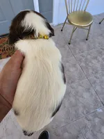PUPPY #1 LIVER AND WHITE , a male English Springer Spaniel for sale in Salton City, CA – 5 of 10