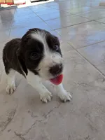 Puppy #7 liver and white , a female English Springer Spaniel for sale in Salton City, CA – 5 of 10