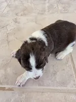 Puppy #6 Liver and white , a female English Springer Spaniel for sale in Salton City, CA – 5 of 10
