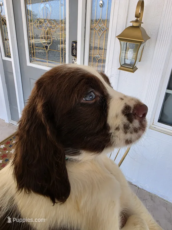 PUPPY #3 liver and white  – English Springer Spaniel puppy for sale in Salton City, CA