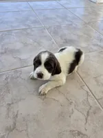 PUPPY #3 liver and white , a male English Springer Spaniel for sale in Salton City, CA – 7 of 10