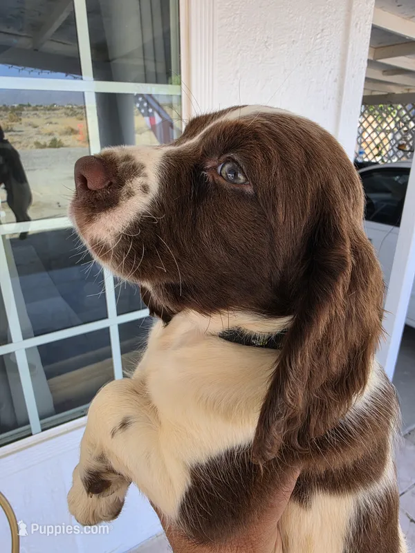 PUPPY #2 LIVER AND WHITE  – English Springer Spaniel puppy for sale in Salton City, CA