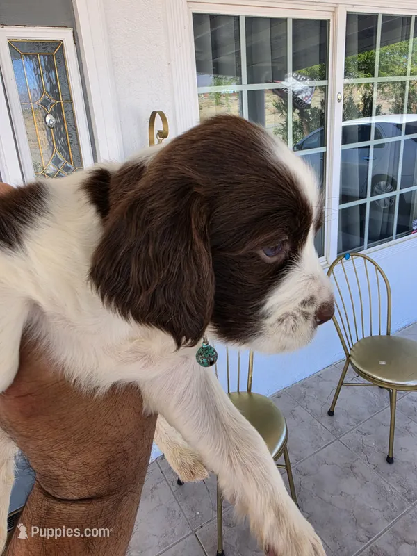 PUPPY #3 liver and white  – English Springer Spaniel puppy for sale in Salton City, CA