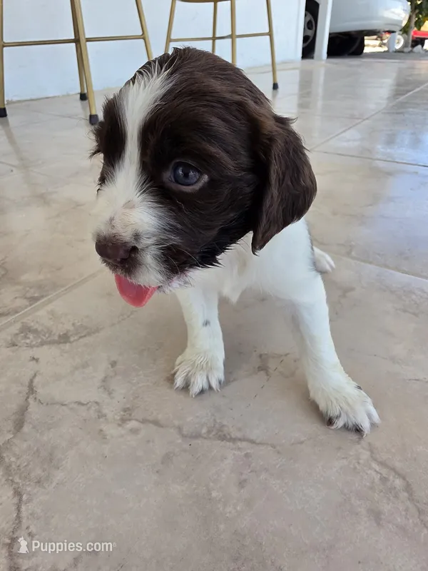 Puppy #7 liver and white  – English Springer Spaniel puppy for sale in Salton City, CA