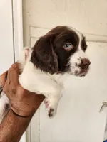 Puppy #3 🐶 AKC LIVER AND WHITE MALE., a male English Springer Spaniel for sale in Salton City, CA – Photo 1 of 5