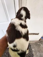 Puppy #3 🐶 AKC LIVER AND WHITE MALE., a male English Springer Spaniel for sale in Salton City, CA – Photo 4 of 5