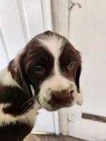 Puppy #3 🐶 AKC LIVER AND WHITE MALE., a male English Springer Spaniel for sale in Salton City, CA – Photo 2 of 5