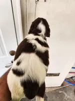 Puppy #3 🐶 AKC LIVER AND WHITE MALE., a male English Springer Spaniel for sale in Salton City, CA – Photo 5 of 5