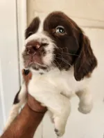 Puppy #3 🐶 AKC LIVER AND WHITE MALE., a male English Springer Spaniel for sale in Salton City, CA – Photo 3 of 5