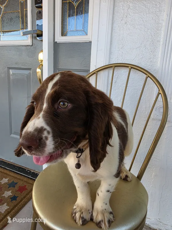 PUPPY #2 LIVER AND WHITE  – English Springer Spaniel puppy for sale in Salton City, CA