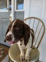 PUPPY #2 LIVER AND WHITE , a male English Springer Spaniel for sale in Salton City, CA – 1 of 10
