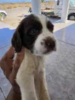 PUPPY #1 LIVER AND WHITE , a male English Springer Spaniel for sale in Salton City, CA – 10 of 10