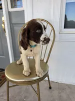 PUPPY #3 liver and white , a male English Springer Spaniel for sale in Salton City, CA – 4 of 10