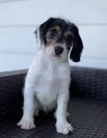 F1 Boogle Tri, a female Beagle and Poodle - Miniature  for sale in Moses Lake, WA – 4 of 5