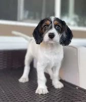 F1 Boogle Tri M, a male Beagle and Poodle - Miniature  for sale in Moses Lake, WA – 8 of 9