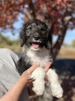 F1 Beagapoo , a male Beagle and Poodle - Miniature  for sale in Moses Lake, WA – 1 of 7