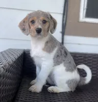 F1 Merle Beagapoo, a female Beagle and Poodle - Miniature  for sale in Moses Lake, WA – 5 of 5