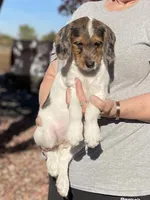 F1 Merle Boogle, a female Beagle and Poodle - Miniature  for sale in Moses Lake, WA – 2 of 5