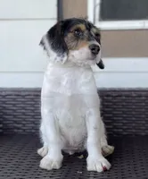 F1 Boogle Tri, a female Beagle and Poodle - Miniature  for sale in Moses Lake, WA – 5 of 5