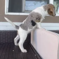 F1 Merle Beagapoo, a female Beagle and Poodle - Miniature  for sale in Moses Lake, WA – 2 of 5