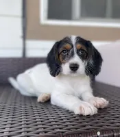 F1 Boogle Tri M, a male Beagle and Poodle - Miniature  for sale in Moses Lake, WA – 3 of 9