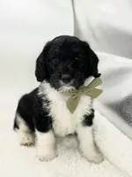 F1 Beagapoo , a male Beagle and Poodle - Miniature  for sale in Moses Lake, WA – 3 of 4