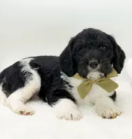 F1 Beagapoo , a male Beagle and Poodle - Miniature  for sale in Moses Lake, WA – 4 of 4