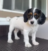F1 Boogle Tri M, a male Beagle and Poodle - Miniature  for sale in Moses Lake, WA – 2 of 9