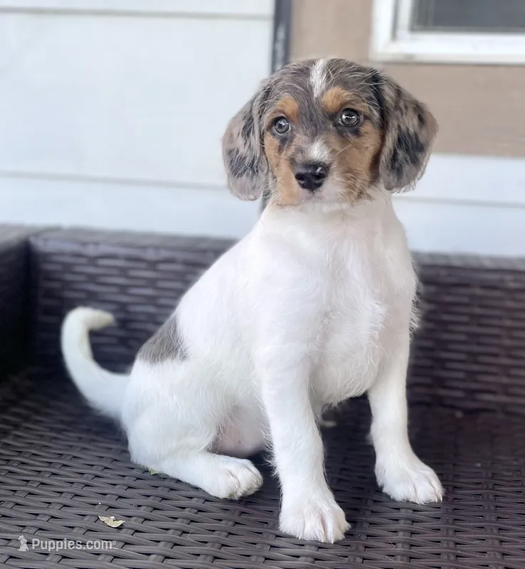 F1 Merle Boogle – Beagle, Poodle - Miniature  puppy for sale in Moses Lake, WA