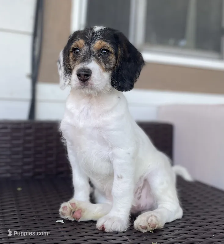 F1 Boogle Tri – Beagle, Poodle - Miniature  puppy for sale in Moses Lake, WA