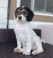 F1 Boogle Tri, a female Beagle and Poodle - Miniature  for sale in Moses Lake, WA – 1 of 5