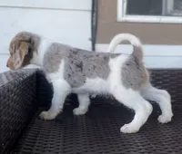 F1 Merle Beagapoo, a female Beagle and Poodle - Miniature  for sale in Moses Lake, WA – 3 of 5