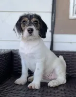 F1 Boogle Tri, a female Beagle and Poodle - Miniature  for sale in Moses Lake, WA – 2 of 5