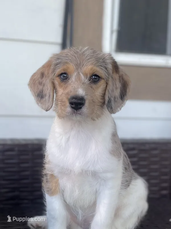 F1 Merle Beagapoo – Beagle, Poodle - Miniature  puppy for sale in Moses Lake, WA