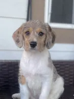 F1 Merle Beagapoo, a female Beagle and Poodle - Miniature  for sale in Moses Lake, WA – 1 of 5