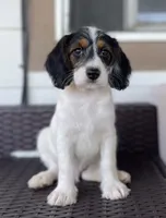 F1 Boogle Tri M, a male Beagle and Poodle - Miniature  for sale in Moses Lake, WA – 1 of 9