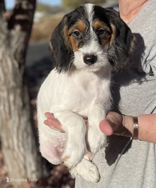 F1 Boogle Tri M – Beagle, Poodle - Miniature  puppy for sale in Moses Lake, WA