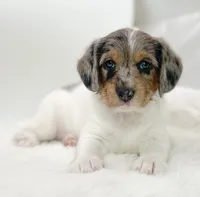 F1 Merle Boogle, a female Beagle and Poodle - Miniature  for sale in Moses Lake, WA – 6 of 7