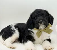 F1 Beagapoo , a male Beagle and Poodle - Miniature  for sale in Moses Lake, WA – 1 of 4