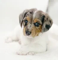 F1 Merle Boogle, a female Beagle and Poodle - Miniature  for sale in Moses Lake, WA – 4 of 7