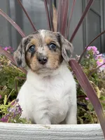 F1 Merle Boogle, a female Beagle and Poodle - Miniature  for sale in Moses Lake, WA – 2 of 7